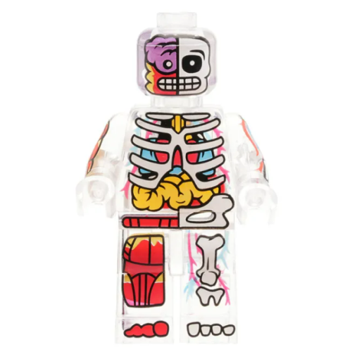 Anatomska figurica